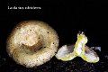 Lactarius citriolens-amf1074